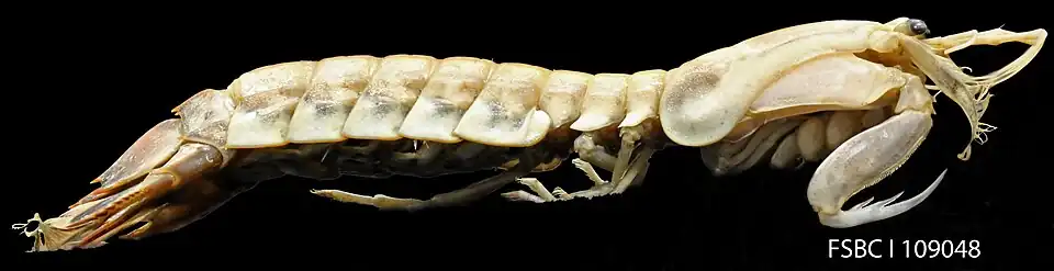 Parasquilla coccinea (Parasquillidae)