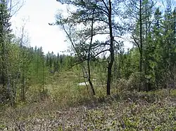 Tourbière du Lac-à-la-Tortue, Saint-Narcisse