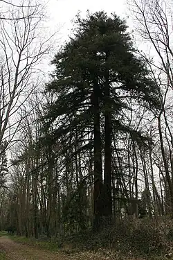 2e&nbsp;séquoia sur l'emprise de l'ancien centre hospitalier Marc Jacquet .