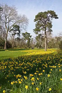 Narcisses au printemps.