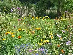 Fleurs du « jardin des sœurs ».