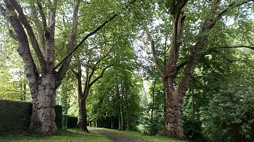 Platanes du parc du château de Montières.
