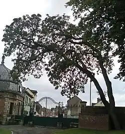 Savonnier du parc du château de Montières.