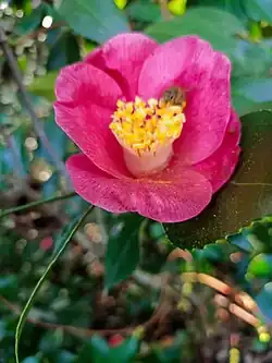 Camélia butiné par une abeille