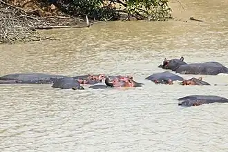Hippopotames à la mare sacrée