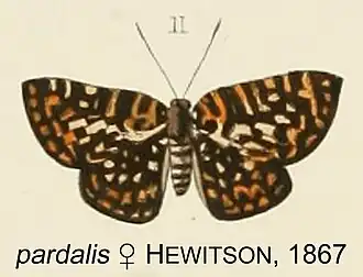 Description de l'image PardalisHewitson1867OD.jpg.