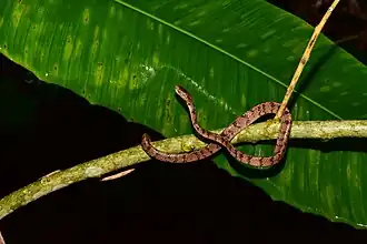 Description de l'image Pareas komaii 239265770.jpg.