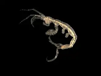 Pariambus typicus (Caprellidae)