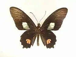 Parides anchises nephalion