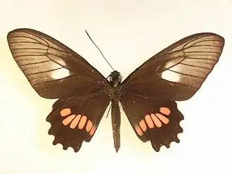 Parides neophilus