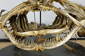 Denture de la gueule, Double rangée de dents - UPMC