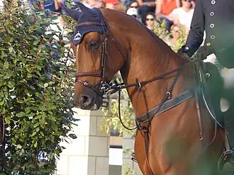 Photographie de la tête d'un cheval roux vu de profil