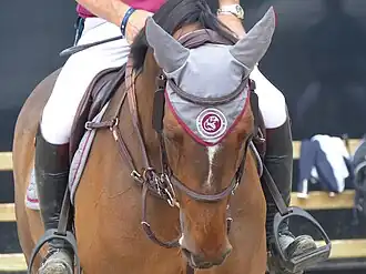 Michael Whitaker avec Jb's Hot Stuff, Anglo-européen