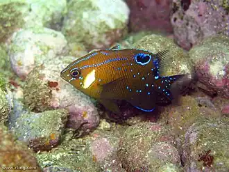 Parma microlepis juvénile