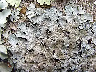 Parmelia sulcata utilisée en biosurveillance pour ses capacités accumulatrices de métaux, de radioéléments et de polluants organiques.