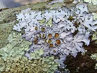 Lecanorales :Parmelina carporrhizans