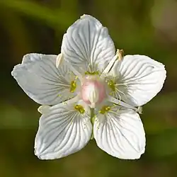 Fleur de Parnassie des marais.