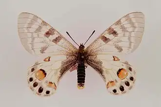 Parnassius charltonius ♀