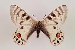 Parnassius charltonius