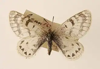 Parnassius hannyngtoni
