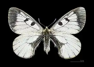 ♂ Face dorsale Mont Dore- Muséum de Toulouse