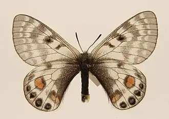 Parnassius stoliczkanus atkinsonii