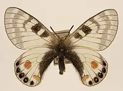 Parnassius stoliczkanus nicevilli