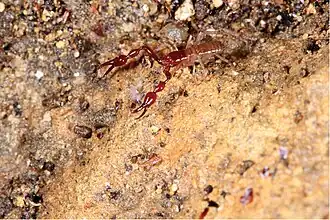 Description de l'image Parobisium qiangzhuang (10.3897-subtbiol.34.49586) Figure 6.jpg.