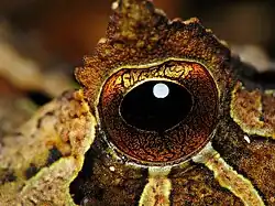 D'un oeil de Proceratophrys boiei, du Parque Estadual Carlos Botelho&nbsp;(pt) au Brésil. Novembre 2009.
