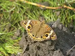 Juniona evarete (Parc national Aguaro-Guriquito, Guárico, Venezuela)