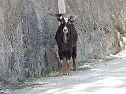 Un bouc galicien marron foncé