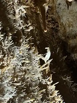 L’excentrique en forme de perroquet, emblème de la grotte.