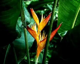 Description de l'image Parrot heliconia (Heliconia psittacorum).jpg.