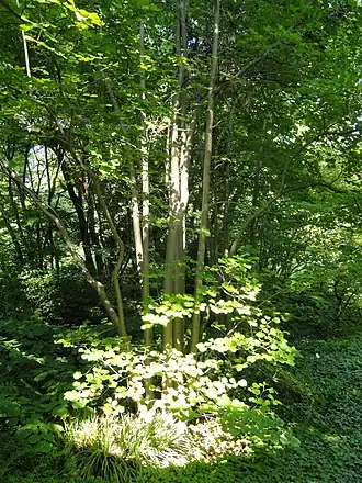 Description de l'image Parrotiopsis jacquemontiana - Botanischer Garten, Frankfurt am Main - DSC03275.JPG.