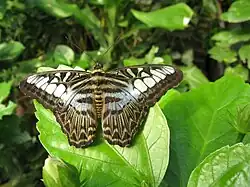 Parthenos sylvia, Asie