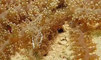 Ancylomenes venustus.