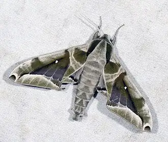 Description de cette image, également commentée ci-après