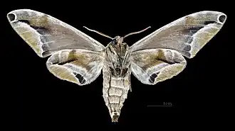 Face ventrale de la femelle  (coll.MHNT)