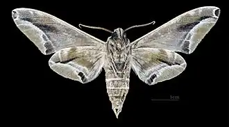 Face ventrale du mâle (coll.MHNT)