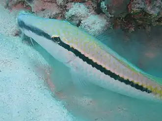 Parupeneus forsskali