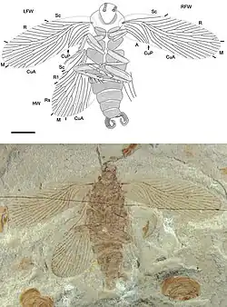 Parvifuzia peregrina (Fuziidae)