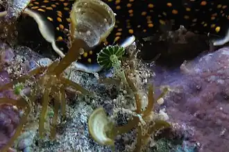 Parvocaulis parvulus