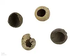 Description de l'image Paschalococos disperta MHNT.BOT.2017.31.1.jpg.