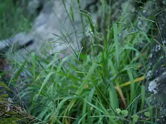Description de l'image Paspalum thunbergii suzumenohe02.jpg.