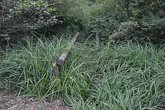 Passerelle envahie par la végétation, promenade de la Rize.