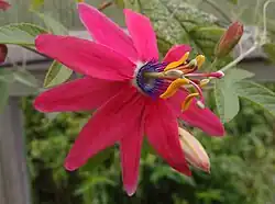 Passiflora 'Jardin Jungle 99' (grandioso x manicata) au Jardin Jungle