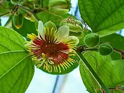 Passiflora holosericea.