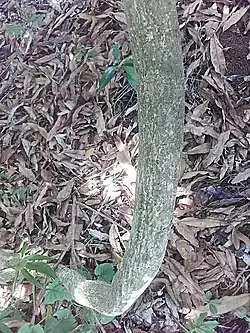 tige de la Pomme liane.