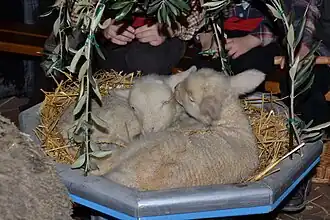 Agneaux dans le charreton.