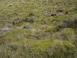 Étendue de Mulinum spinosum associé à d'autres plantes xérophiles de la région.